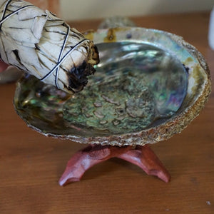 Abalone Shell - Sparkle Rock Pop